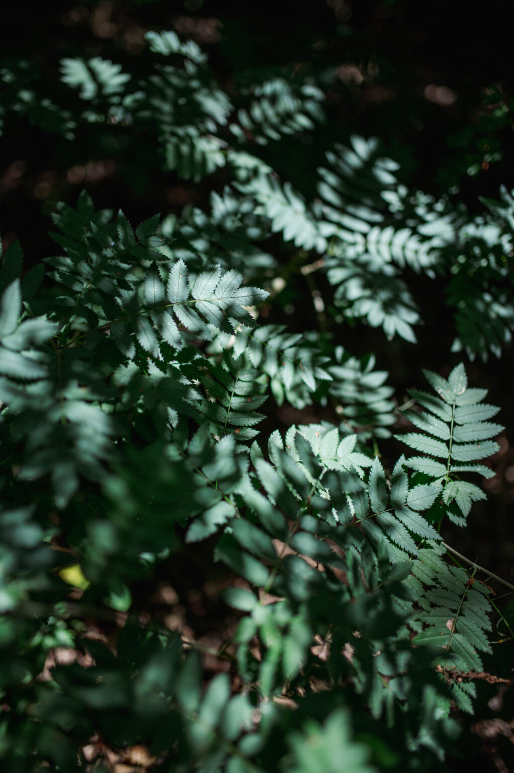 Anne van den Berg branding shoot-110